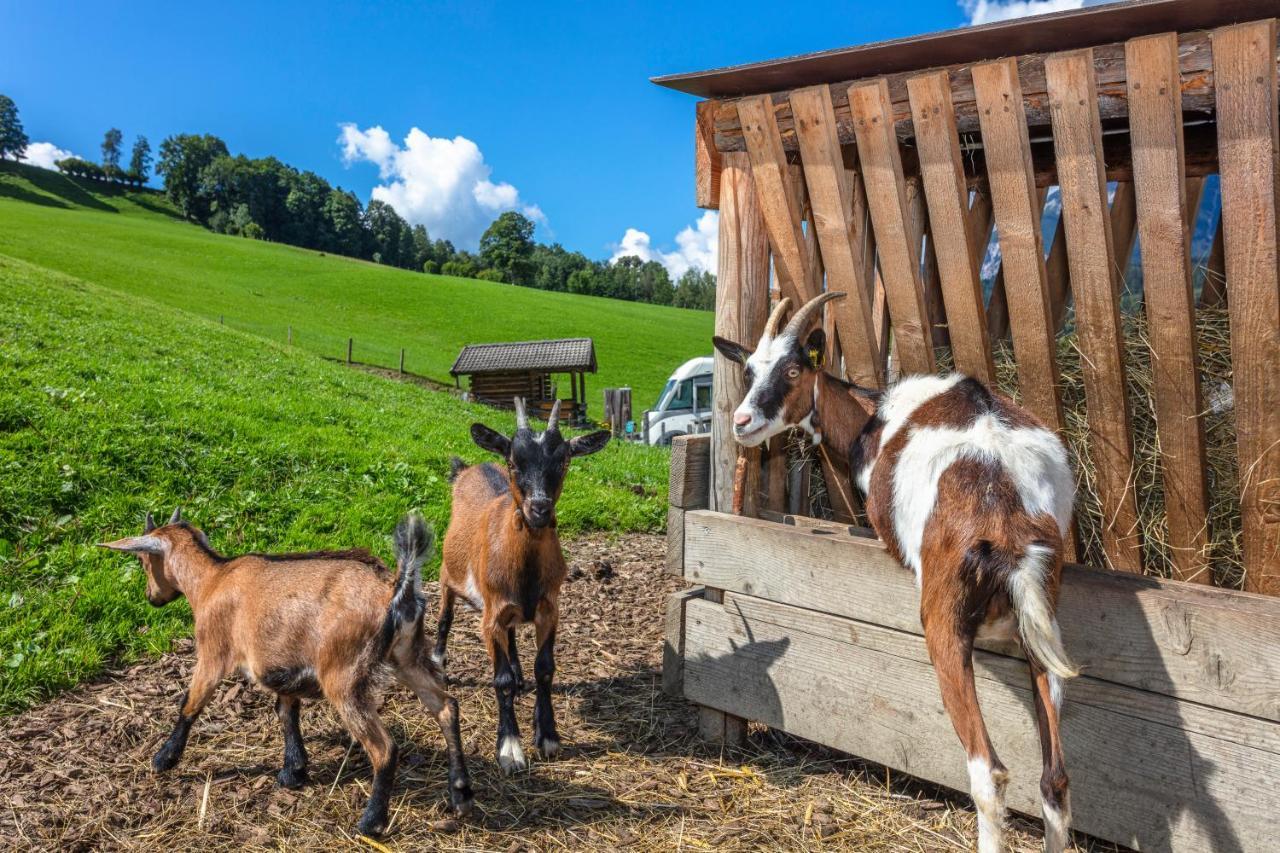 Biobauernhof Stegerbauer Lägenhet Maria Alm am Steinernen Meer Exteriör bild