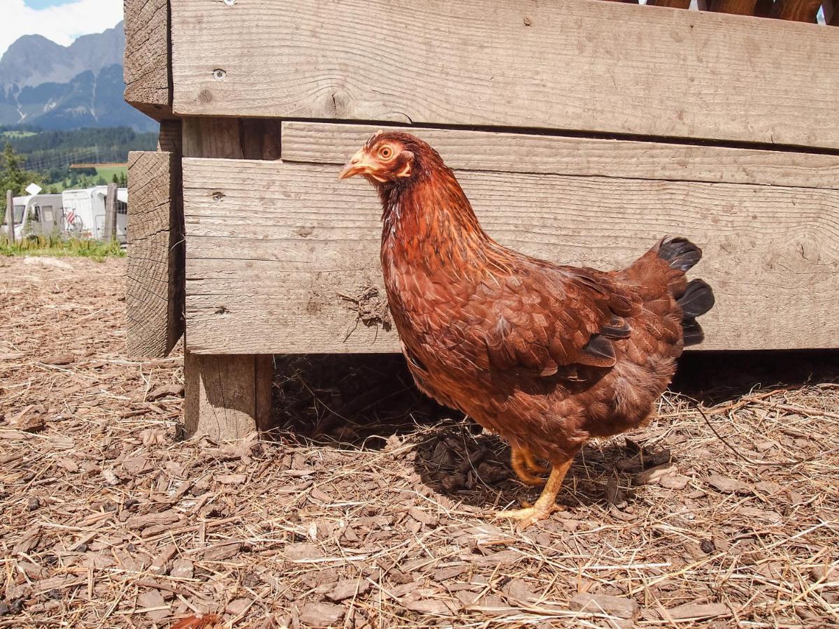 Biobauernhof Stegerbauer Lägenhet Maria Alm am Steinernen Meer Exteriör bild