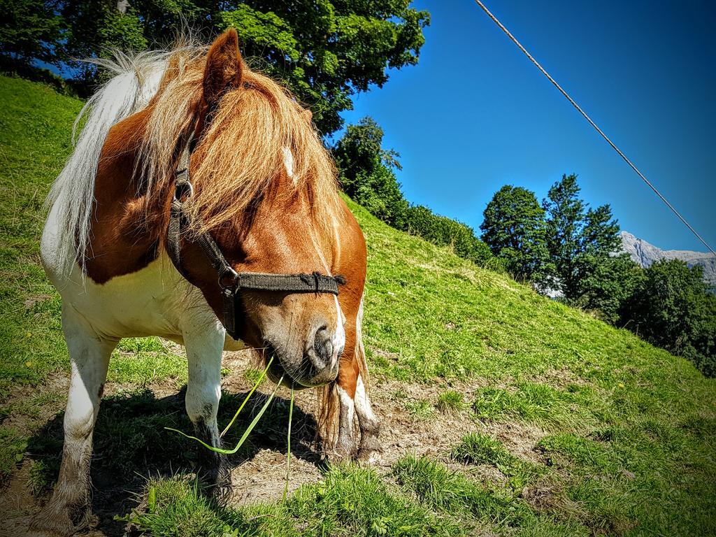 Biobauernhof Stegerbauer Lägenhet Maria Alm am Steinernen Meer Exteriör bild