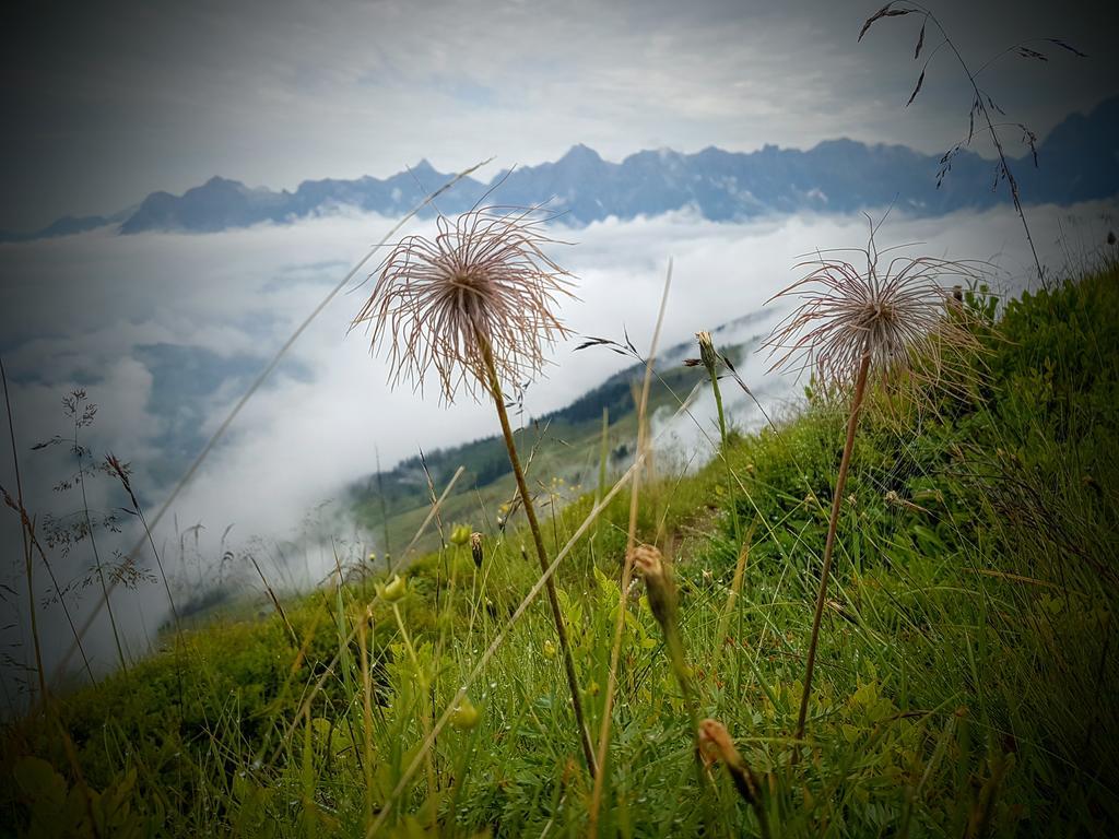 Biobauernhof Stegerbauer Lägenhet Maria Alm am Steinernen Meer Exteriör bild
